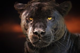 Geschäftsmodell analysieren