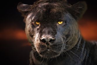 Geschäftsmodell analysieren